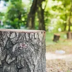 Nezakoniti promet drveta pravi veliku štetu Crnoj Gori