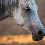 AP: Napušteni konji nadomak Podgorice lutaju bez zaštite, hrane i...