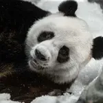 Dvije džinovske pande upućene iz Kine za SAD poslije samita Si...