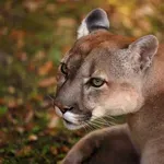 SAD: Planinarka stradala u rijetkom napadu pume u Koloradu