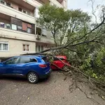 Palo stablo u Bulevaru Ivana Crnojevića, oštećen automobil