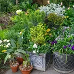 Biljke koje treba izabrati za savršen vrt i stan