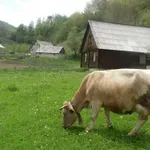 Za poljoprivrednike Opština Kolašin daje 150.000 eura