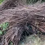 Inđija: Pronađeno tijelo u buretu, sumnja se da bi moglo pripadati...