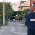 Tivat: Goveda će u klanicu ako se vlasnici ne jave