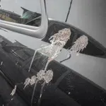 Kako bezbjedno ukloniti ptičji izmet sa automobila - bez trajnih...