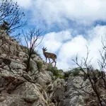 Koze kao prva linija odbrane od požara u Evropi