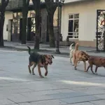 Obavezni povodac, čip i kese za kupljenje izmeta: Bijelo Polje...