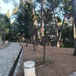 Polovina sadnica se osušila: Neuspjela obnova dendroflore u...