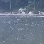 Ekološki incidenti na rijeci Lim: Ponovo se pojavile sumnjiva...