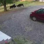 Dio mještana Lastve Grbaljske: Stoka ulazi u dvorišta, uništava...