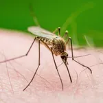 Komarci nijesu sasvim završili sezonu: Evropa bilježi rekordan...