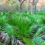 Zelišče, ki je naravni zaveznik moškega zdravja