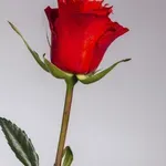 Šok: To se v Sanjskem moškem še ni zgodilo