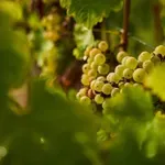 Pozor, tega grozdja nikar ne uživajte!