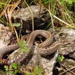 Kače se prebujajo in prihajajo na dvorišča: Ena stvar jih privlači kot magnet