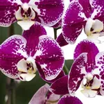 Tako boste lahko še dolgo uživali v svojih orhidejah