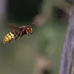 Zakaj so sršeni v tem obdobju še posebej podivjani