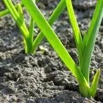 Ukrepajte, sicer lahko v naslednjih dneh zelenjavni vrt propade