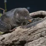 Videti je kot miš, a je ne preganjajte: Ta žival vam lahko reši vrt
