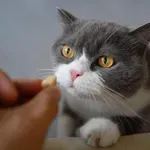 Po več kot 100 letih odkrili novo mačjo vrsto