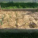 Kako pravilno zalivati in zaščititi vrt med trenutno sušo?