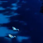 V Radečah se je potok obarval modro: Vemo, zakaj