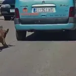 Video: Grozljivi prizori v Šibeniku, moški z avtom vlekel psa