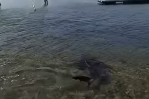 V priljubljenem istrskem letovišču goste strašijo morski psi