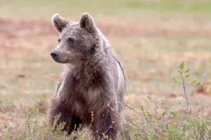 Slováci chtějí pořádat hromadné hony na medvědy. Zařadí se mezi barbarské státy, píše biolog Korec