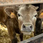 Zaveďme psychotesty pro pracovníky jatek. Beztrestné týrání zvířat musí skončit, píše biolog