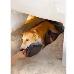 Iznajdljiva Sandy iz puščave je postala pasja junakinja