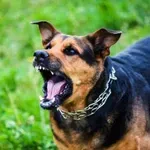 Če pes renči na otroka: Kaj narediti in česa nikoli ne smete storiti