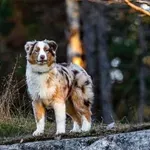 To je pasma psa, ki vas bere kot knjigo