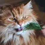 Mačja meta: zakaj mačke ob njej ponorijo in kako deluje?