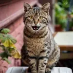 Domače mačke niso tako stare, kot smo mislili: nova DNK raziskava razkriva njihov pravi izvor