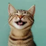 Mačke se smejijo drugače kot ljudje – tako prepoznate njihov nasmeh