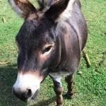 10 neverjetnih dejstev o oslih, zaradi katerih jih boste videli v povsem novi luči