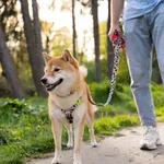 4 stvari, ki si jih mora zapomniti vsak odgovoren lastnik psa