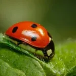 Kam se skrijejo pikapolonice pozimi in kako preživijo mraz?