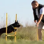 Teh 5 pasem psov je najtežje šolati, opozarja pasji trener