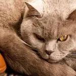 Ali veste, koliko je vaša mačka v resnici stara? Tako izračunate mačja leta