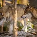 Novi dokazi o inteligenci volkov, ki spreminjajo pogled nanje