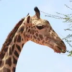 Kako je evolucija ustvarila žirafe, kakršne poznamo danes