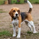 Pet pasem psov, ki običajno živijo najdlje