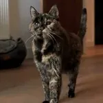 Najstarejša mačka na svetu praznovala 30 let: zgodba o Flossie, ki kljubuje času