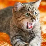 Moški napiše sosedu sporočilo o hrupni mački – in to mu polepša dan