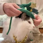 Godrnjava mačka in božična kapa: video, ki je osvojil internet