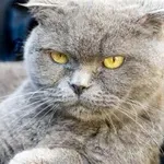 15 stvari, ki jih mačke naravnost sovražijo – in zakaj je dobro, da jih poznate