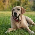 Zakaj so labradorci najbolj priljubljeni družinski psi na svetu?